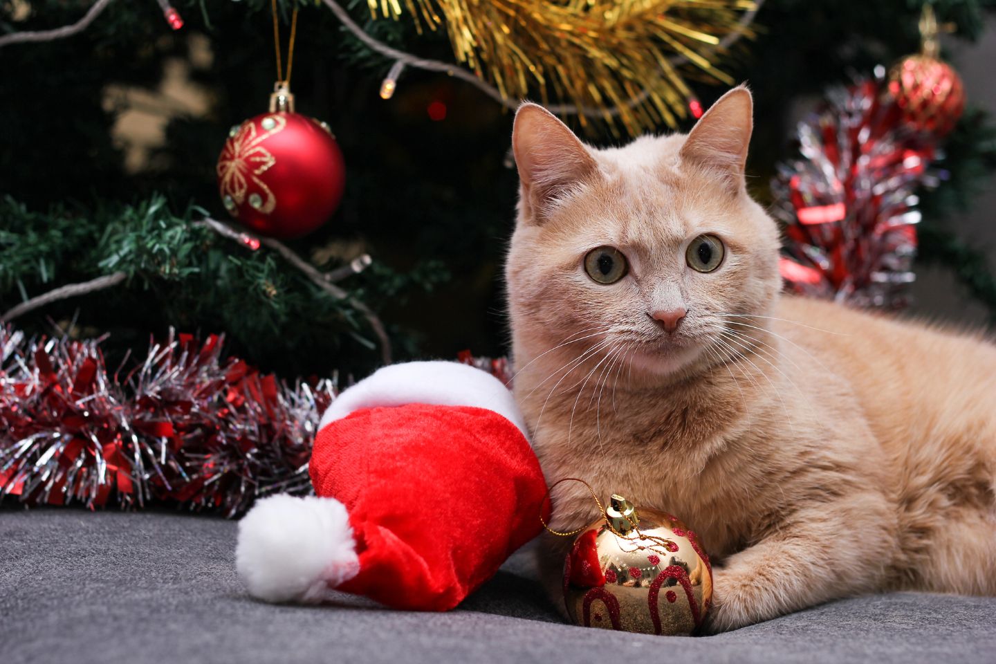 Новости мира / Интересные новости / Ветеринарный кошмар: какие новогодние украшения вредят животным