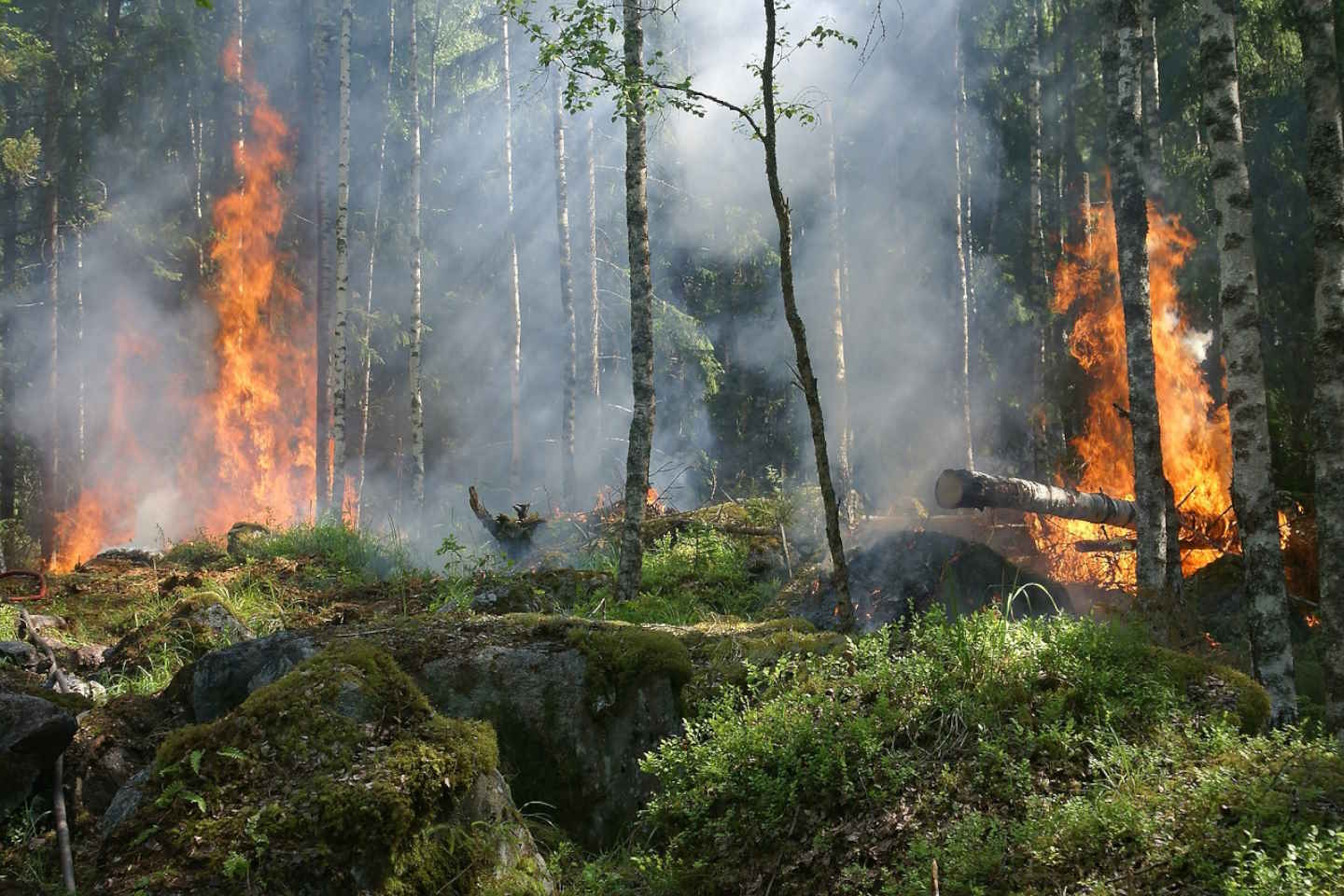 Происшествия в Казахстане и мире / Стихийные бедствия / В Якутии набирают силы лесные пожары