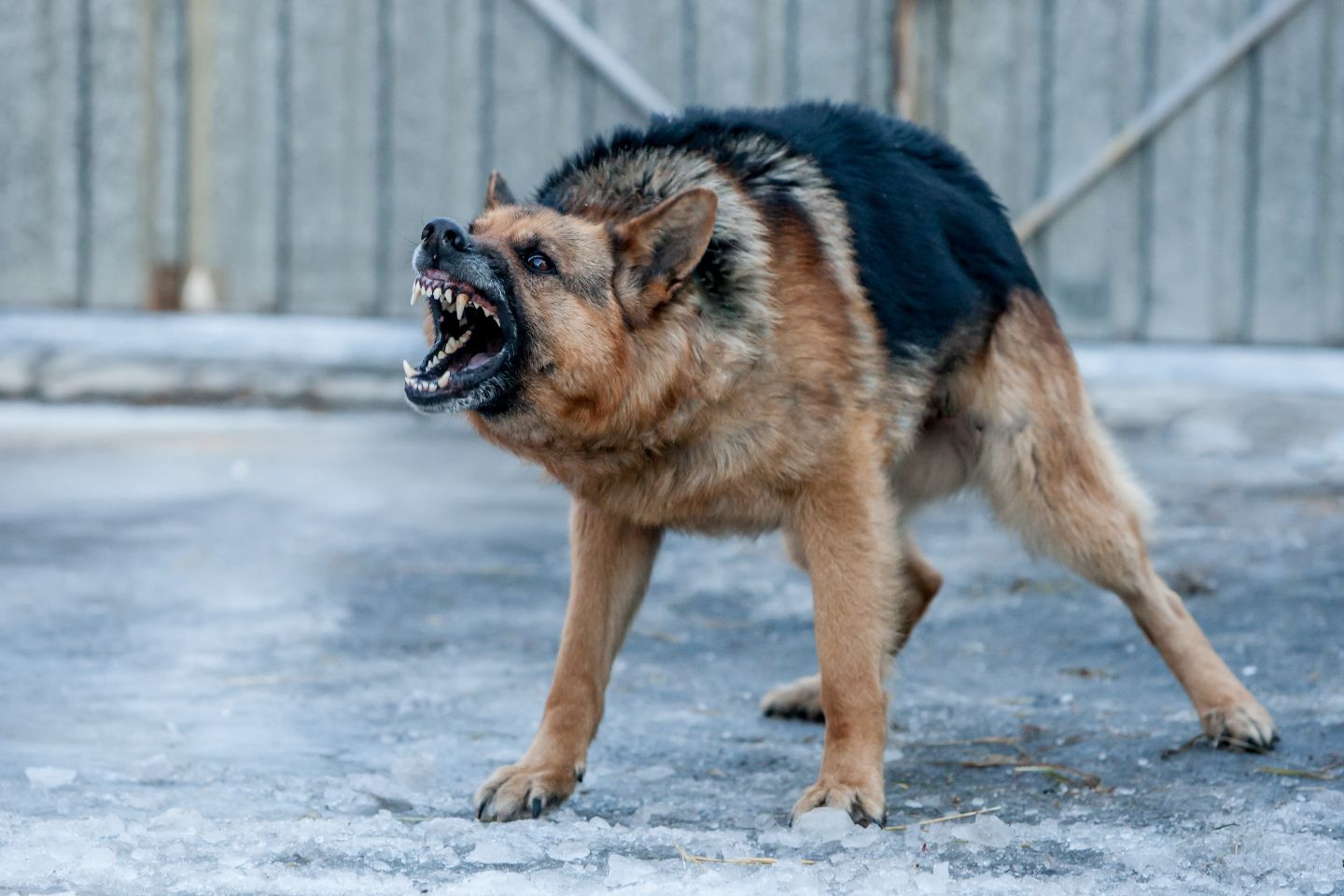 Усть-Каменогорск и ВКО / Усть-Каменогорск / Куда сообщать о задержке автобуса, открытых колодцах и бродячих собаках в ВКО
