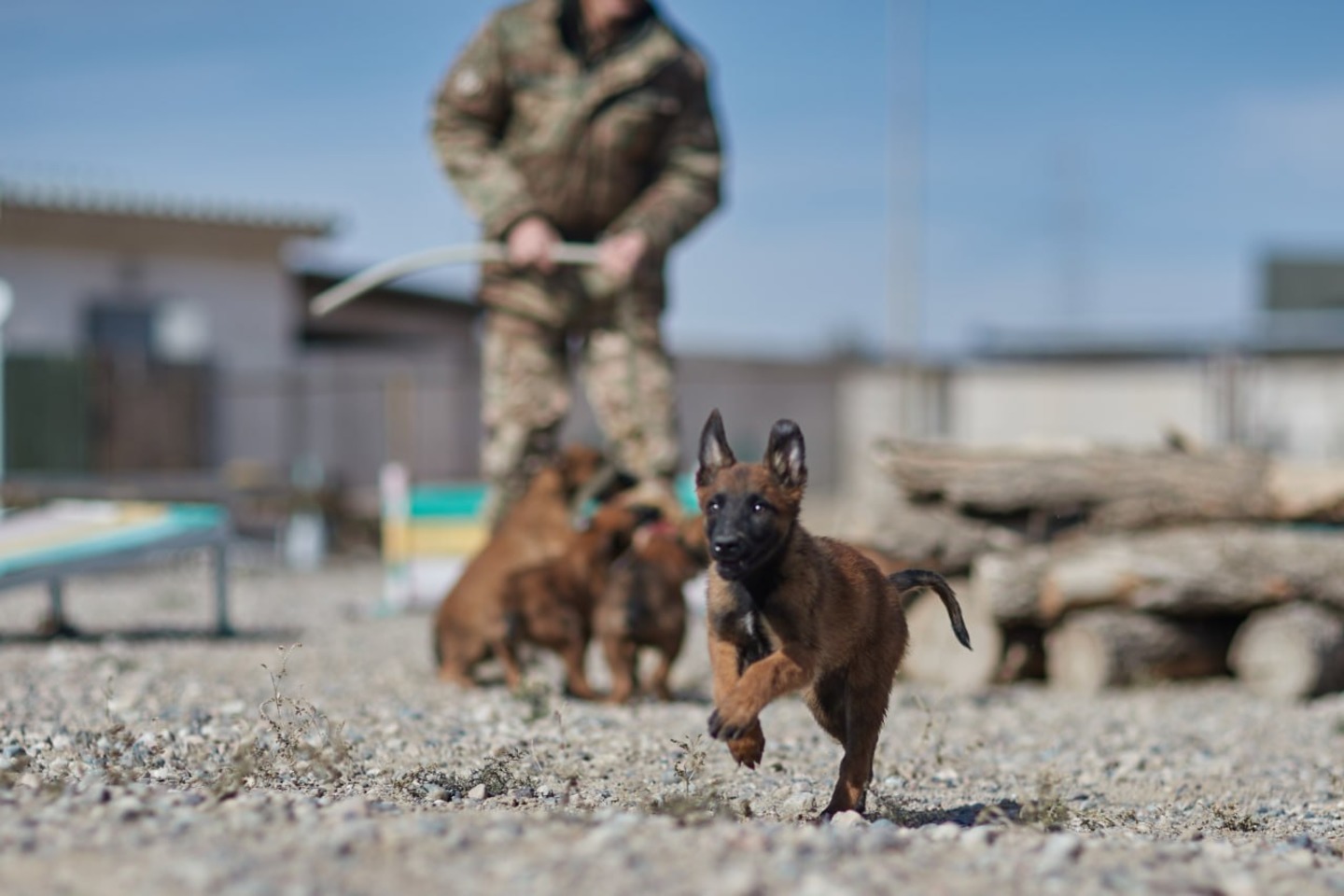 Новости Казахстана / Ұлттық ұланда мыңға жуық асыл тұқымды қызметтік ит бар