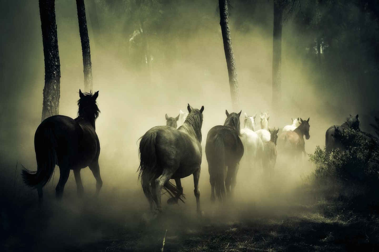 Новости Казахстана / Общество в Казахстане / В Туркестанской области лошади заблудились в тумане
