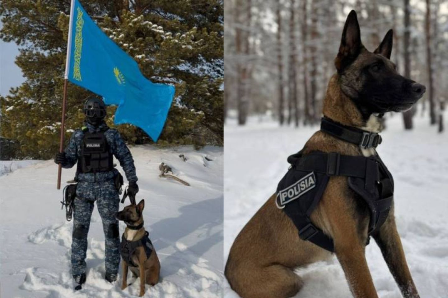 Новости Казахстана / Служебные собаки помогли раскрыть 28 преступлений в области Абай Новости Казахстана / Служебные собаки помогли раскрыть 28 преступлений в области Абай