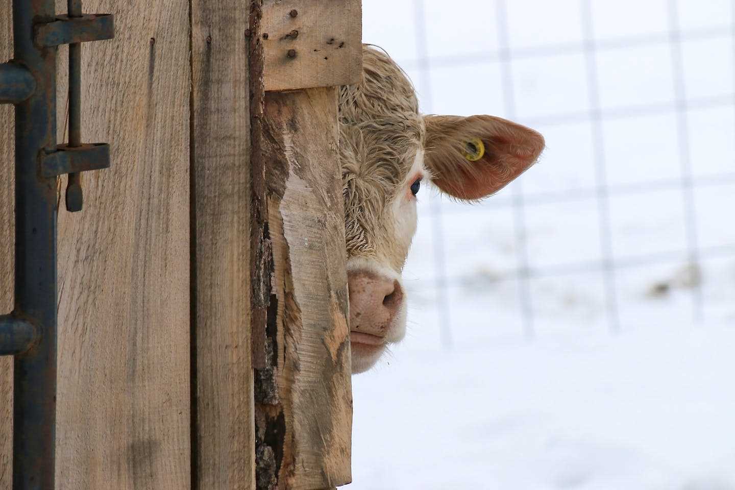Новости Казахстана / Общество в Казахстане / Из-за бескормицы в Атырауской области начался падеж скота