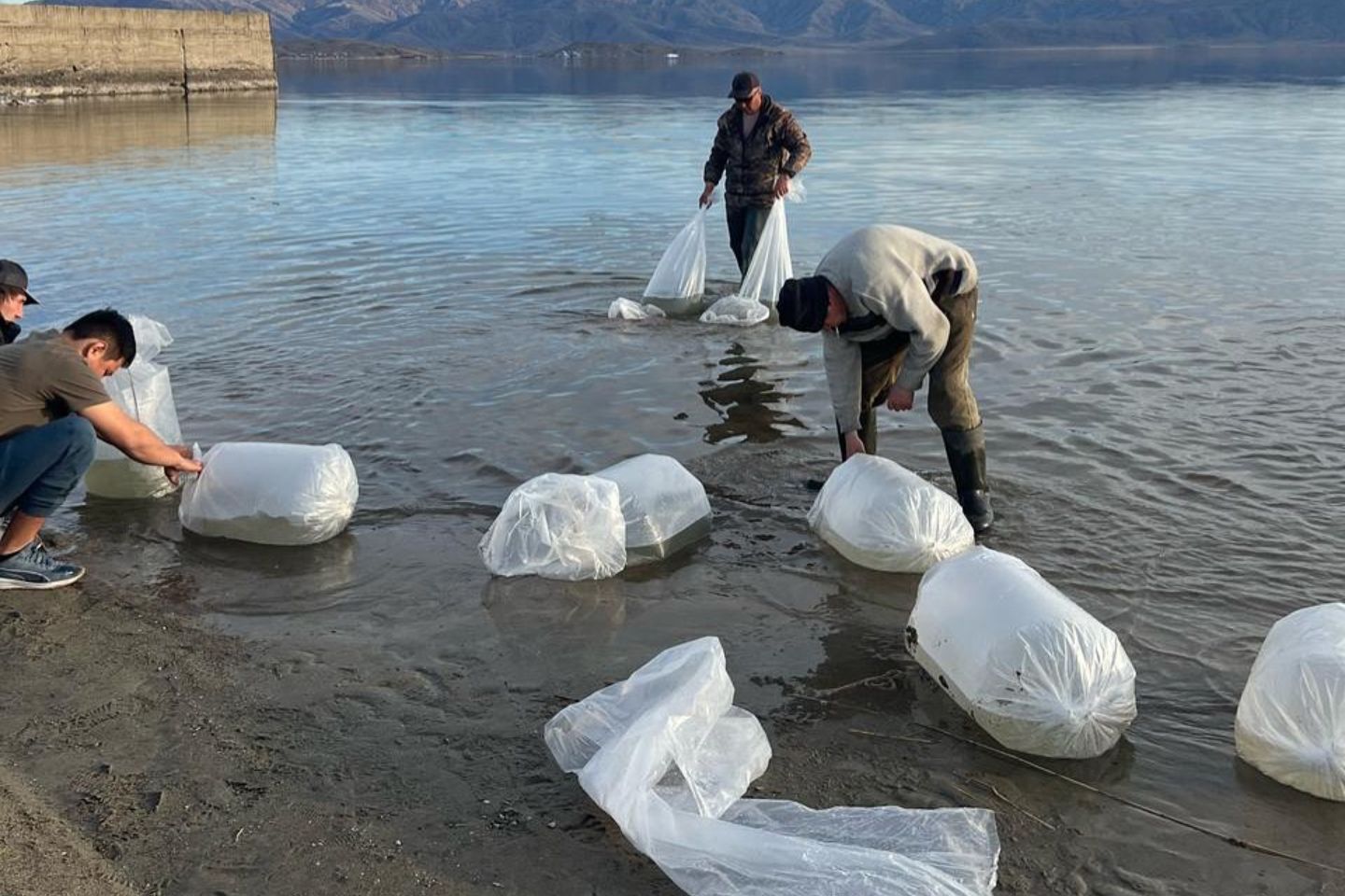Усть-Каменогорск и ВКО / Весной этого года в водоемы ВКО было выпущено почти 30 млн мальков
