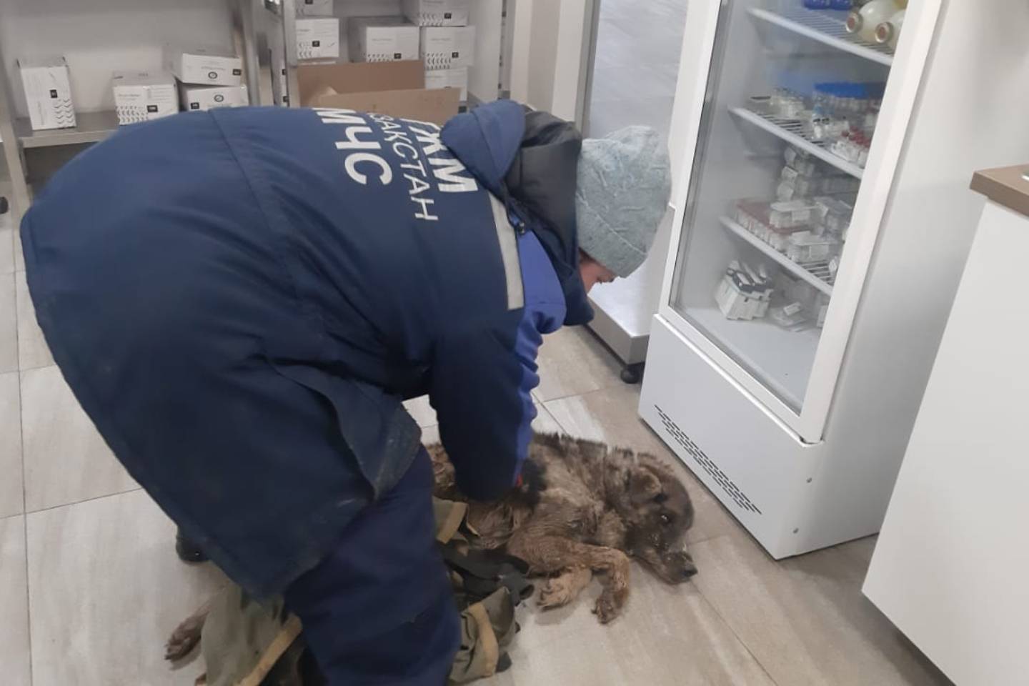 Новости Казахстана / Собаку, упавшую в яму, спасли в ВКО
