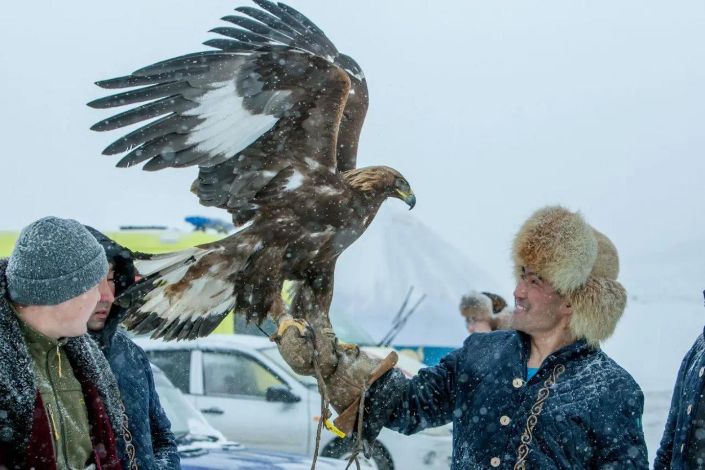 Усть-Каменогорск и ВКО / Ақпан айында Күршімде облыстық құсбегілер фестивалі өтеді