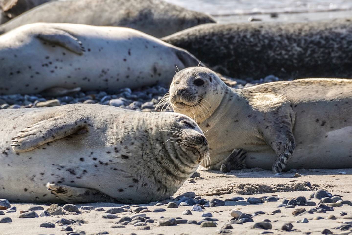 Новости мира / Интересные новости / Мертвые тюлени: в минэкологии РК объяснили ситуацию