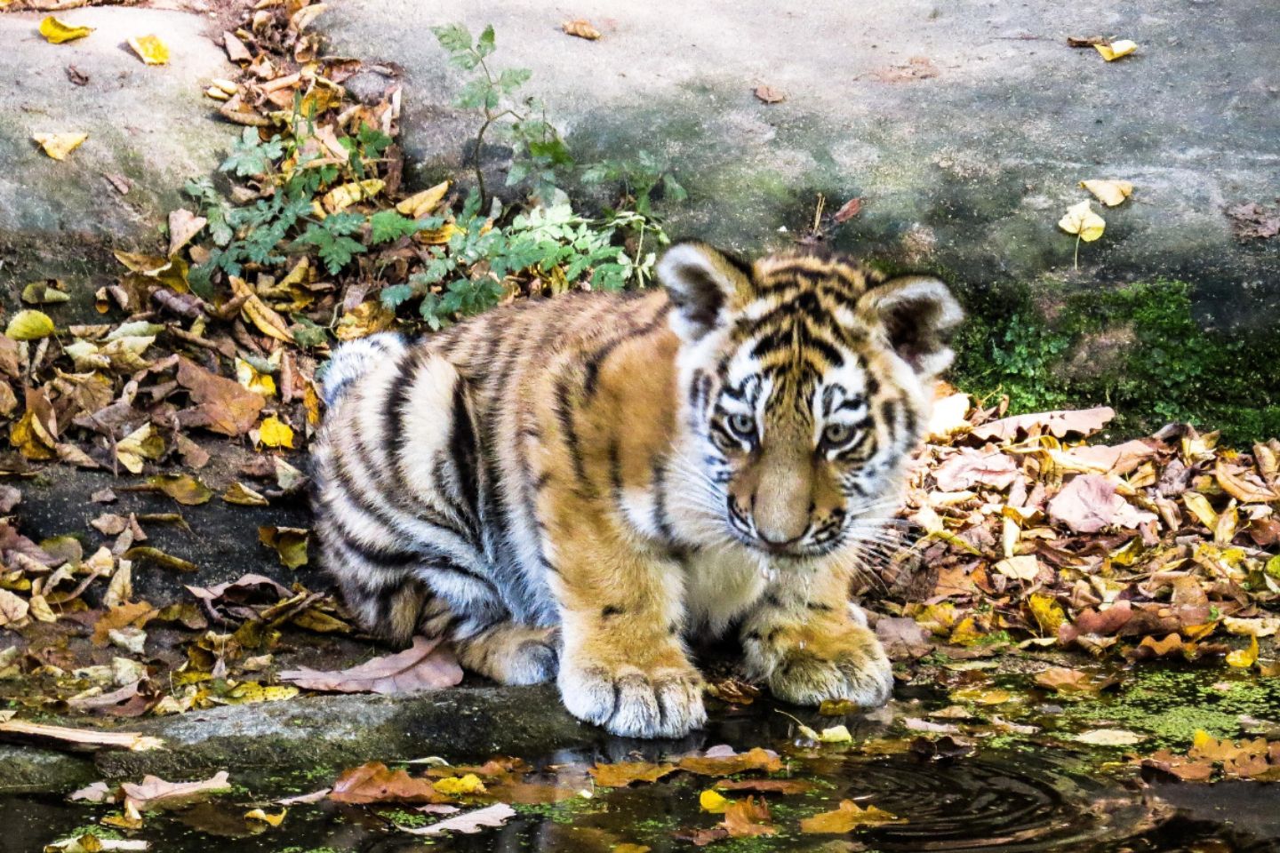 Новости мира / В Хабаровском крае РФ спасли истощенного тигренка-сироту