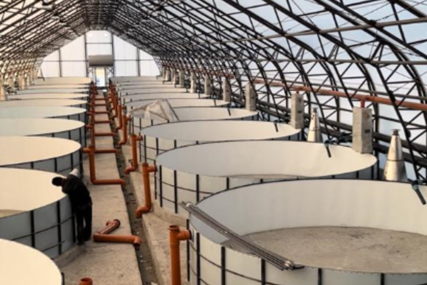 Усть-Каменогорск и ВКО / ШҚО-да жылына 50 мың тонна балық өнімін өндіретін кешен салынады