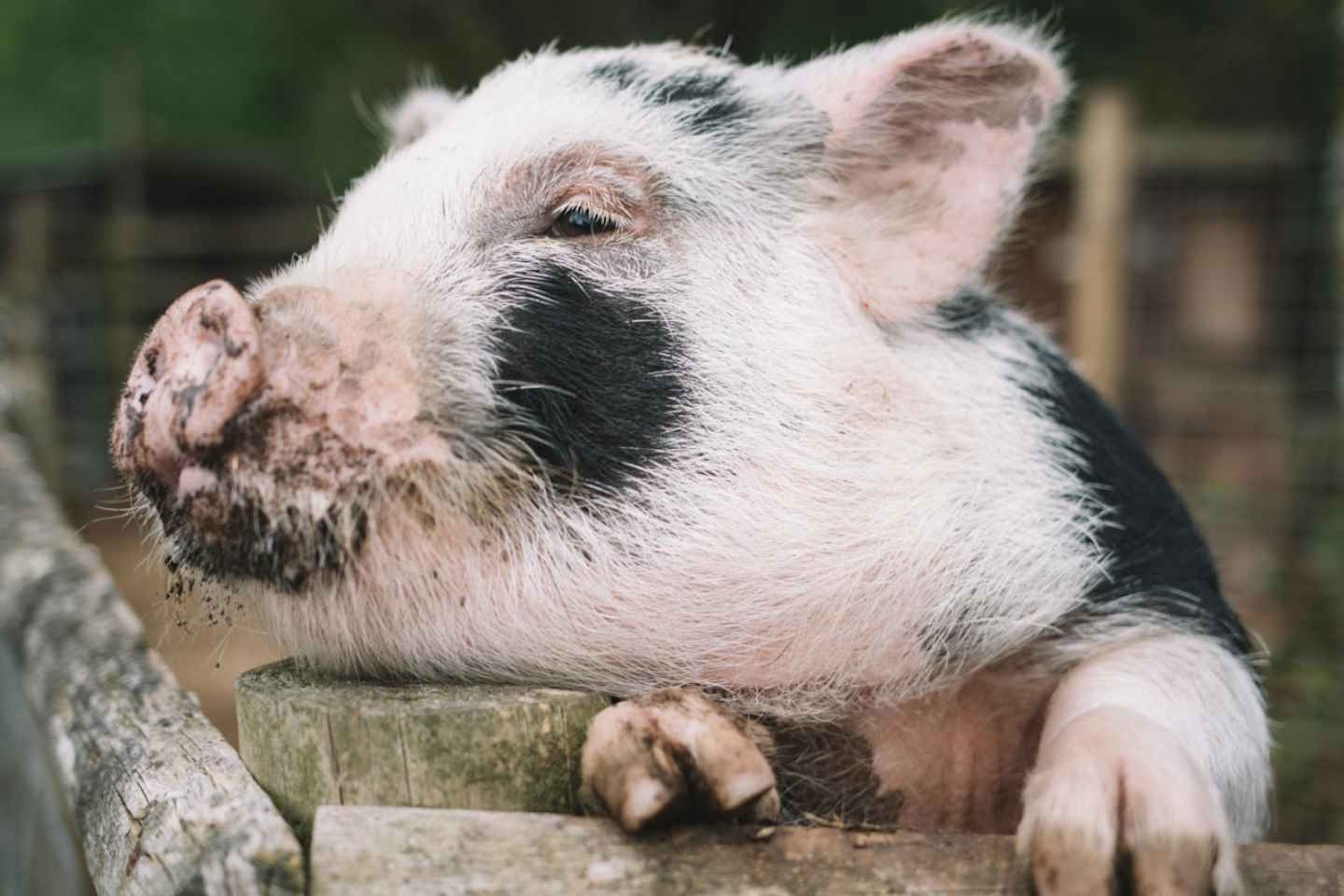 Новости мира / Интересные новости / В Великобритании обнаружен больной свиным гриппом