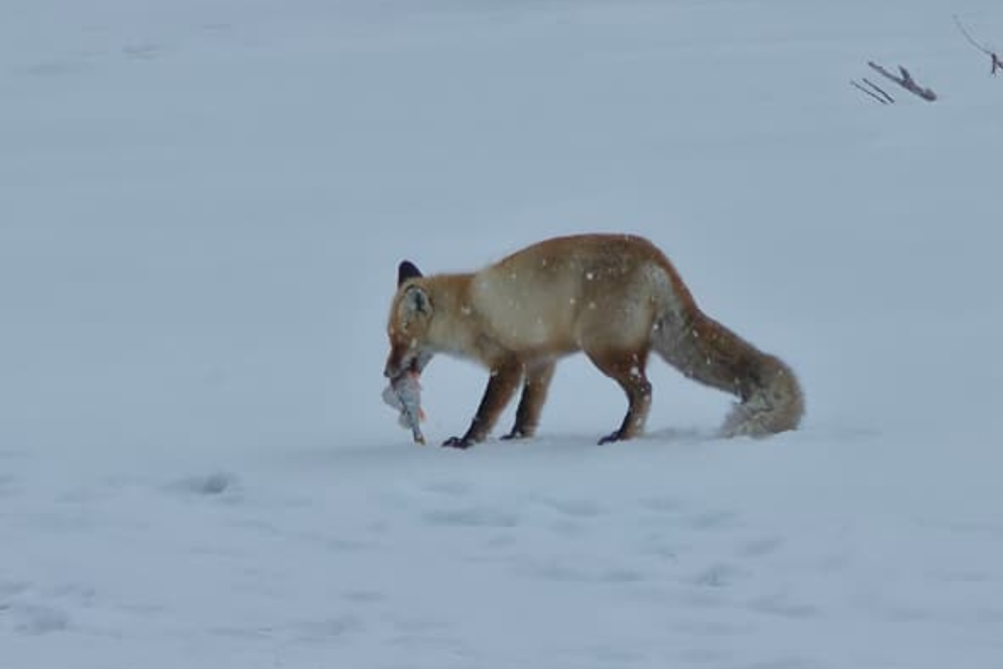 Усть-Каменогорск и ВКО / В ВКО лиса собрала "дань" с рыбаков