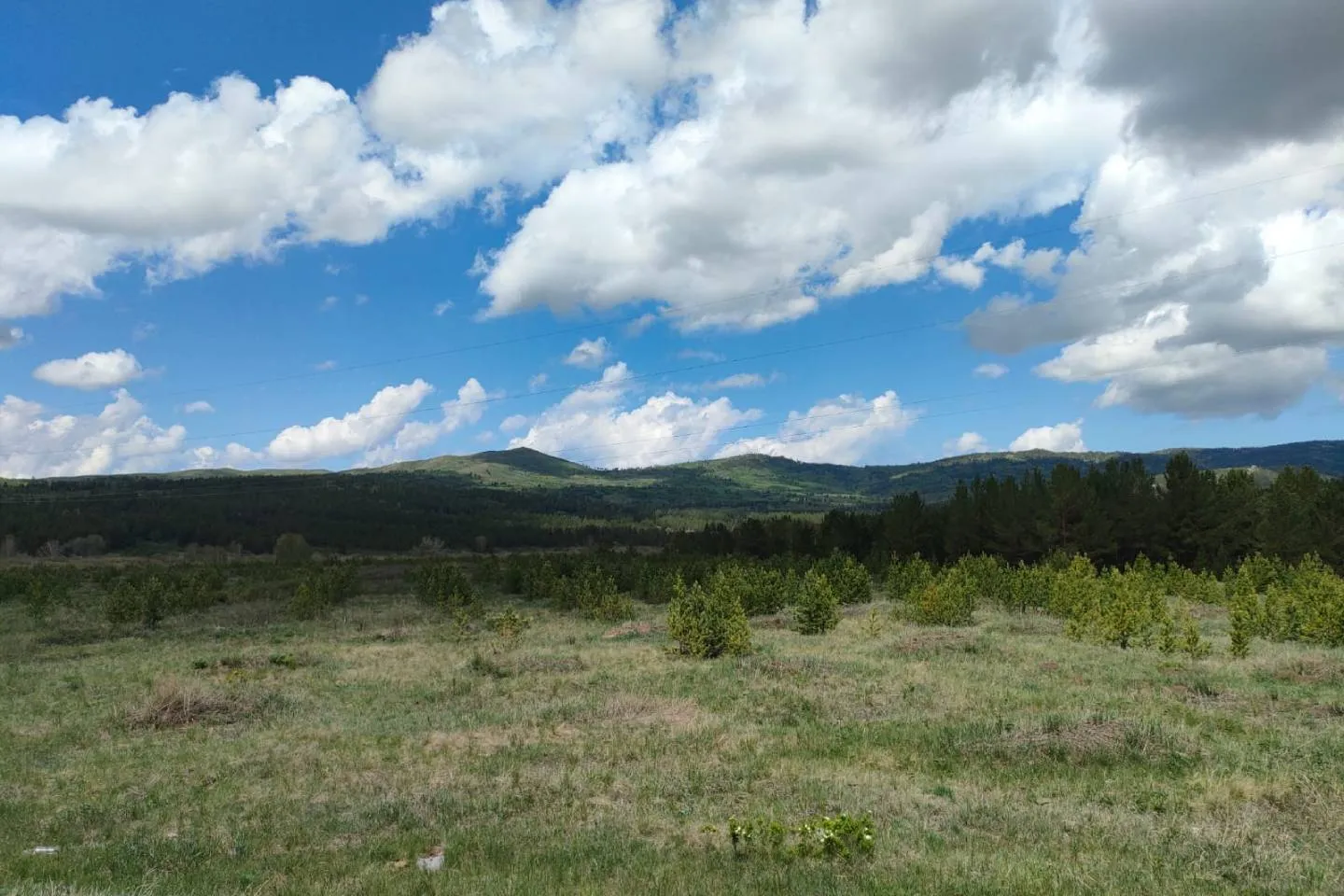 Новости Казахстана / Общество в Казахстане / Премьер-министр РК: проект массовой высадки деревьев под угрозой