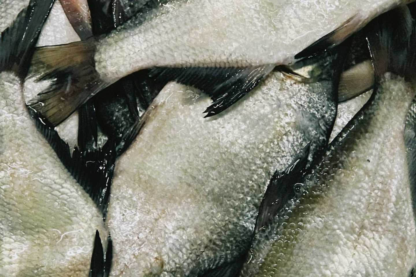 Новости Казахстана / Общество в Казахстане / В Западном Казахстане зафиксирована массовая гибель рыбы