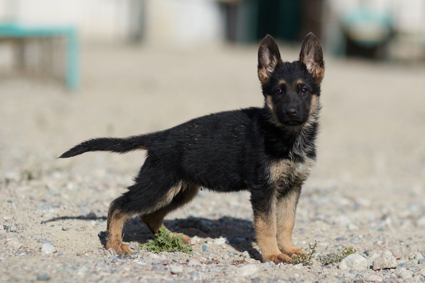 Новости Казахстана / Породистых щенков распределяют между воинскими частями РК для несения службы Новости Казахстана / Породистых щенков распределяют между воинскими частями РК для несения службы