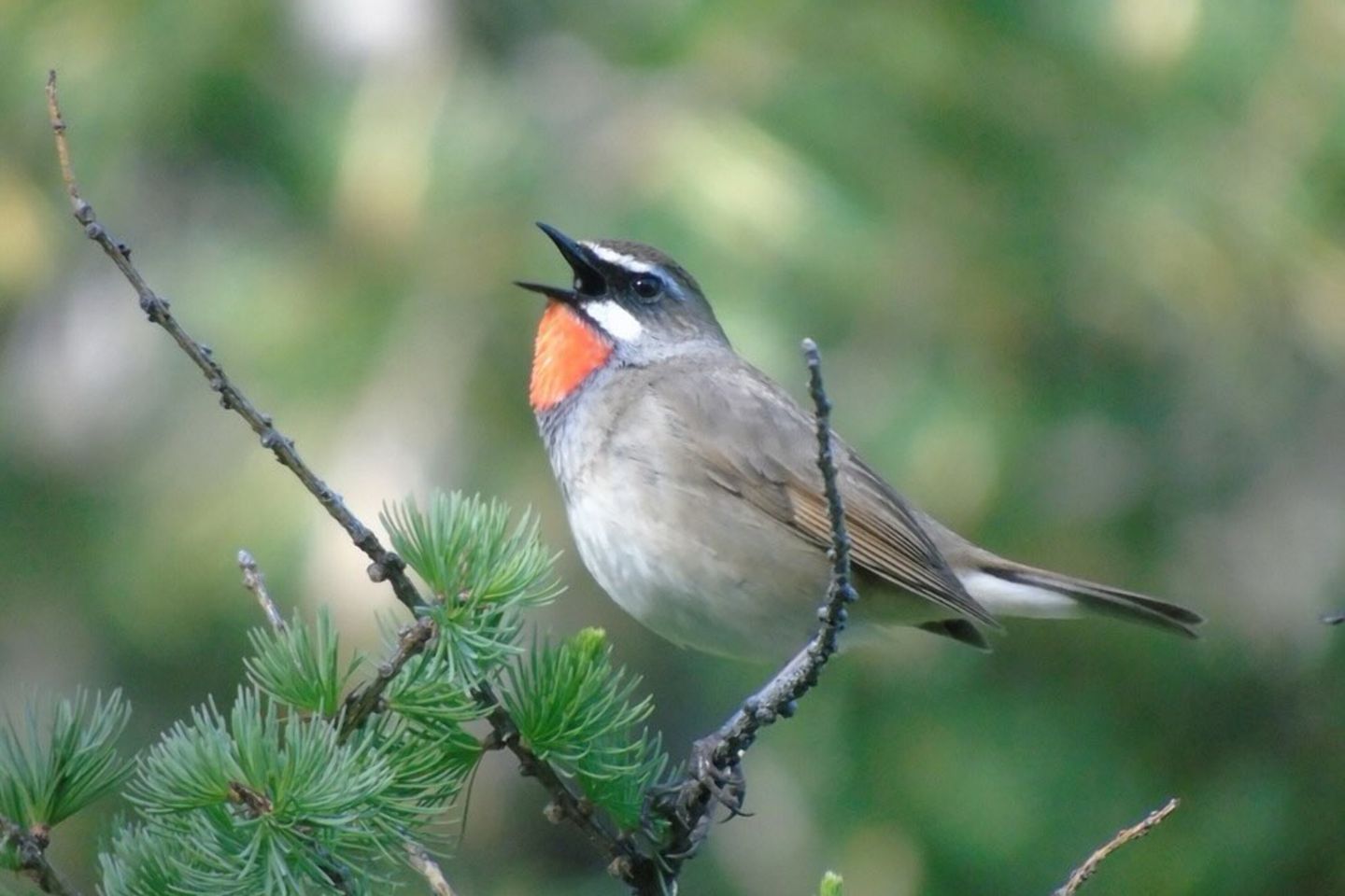 Усть-Каменогорск и ВКО / Музыкальную жемчужину Катон-Карагайского нацпарка запечатлели на фото в ВКО