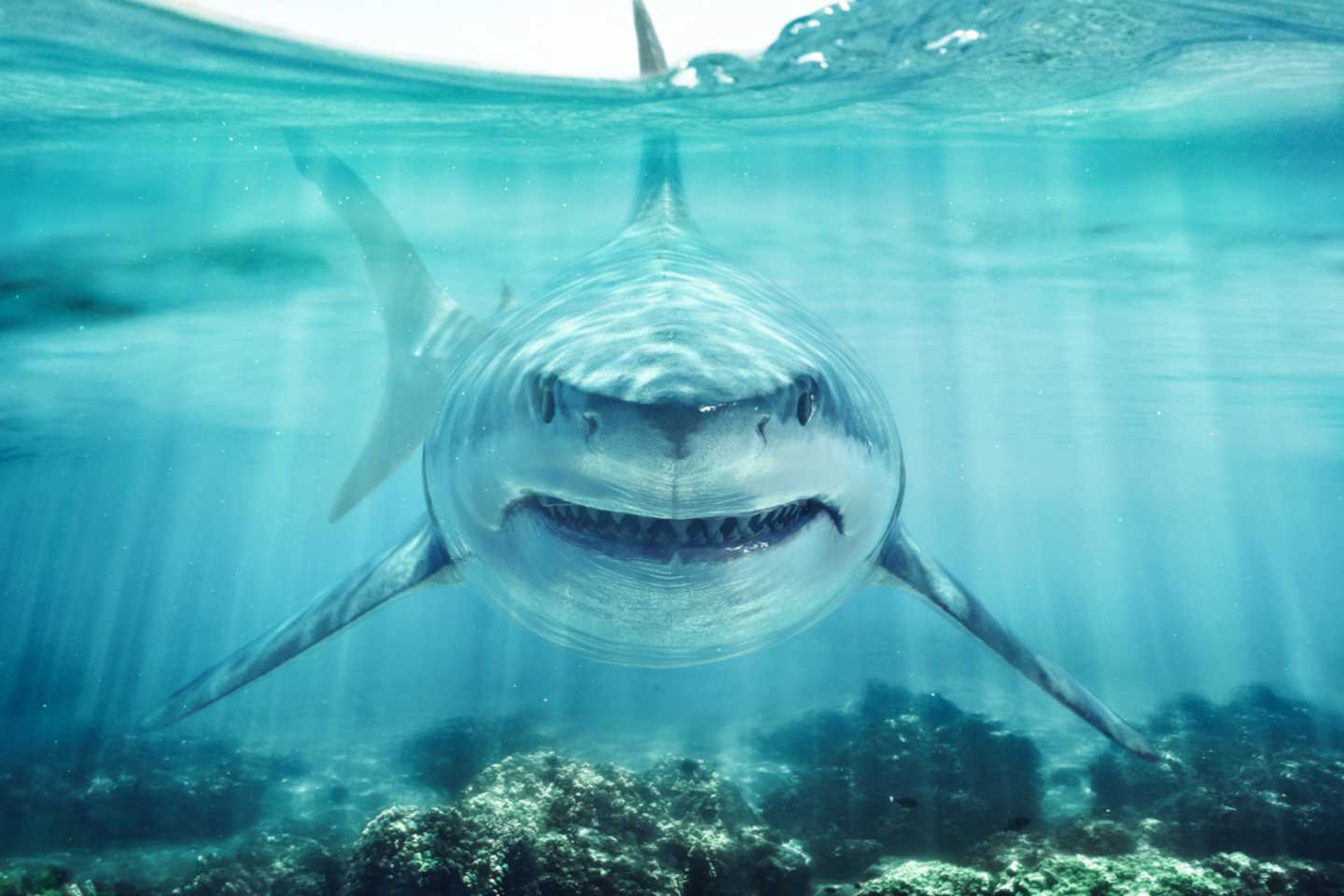 Новости мира / Интересные новости / Во Флориде обнаружили акул-наркоманок
