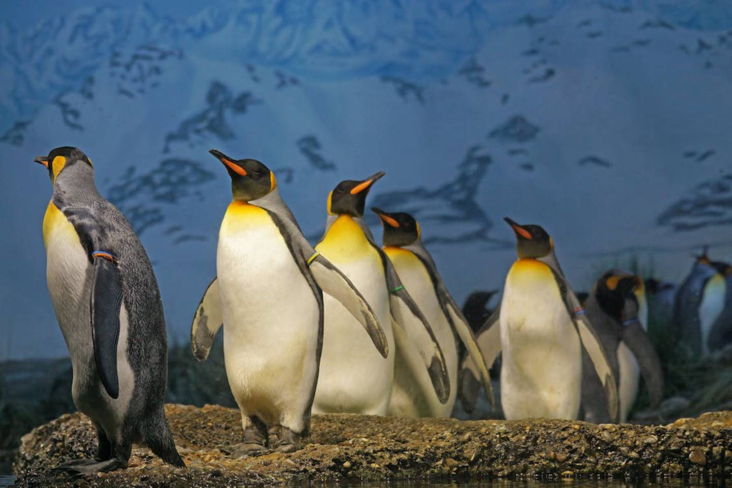 Новости мира / Интересные новости / Королевский пингвин получил звание генерал-майора в Норвегии