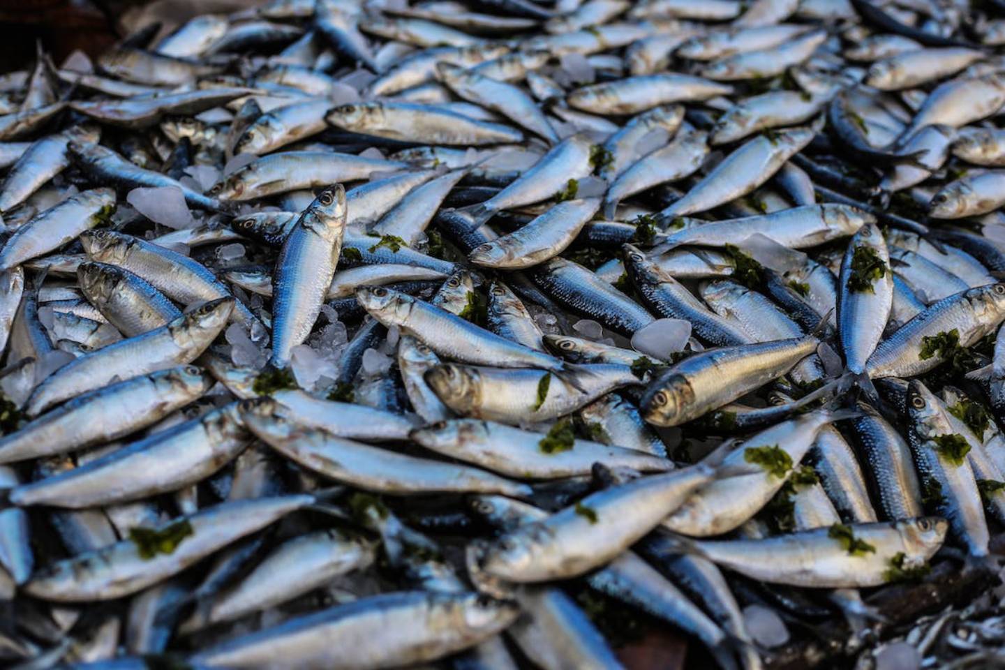 Происшествия в Казахстане и мире / Стала известна причина гибели рыбы на озере Питное и в реке Есиль в СКО