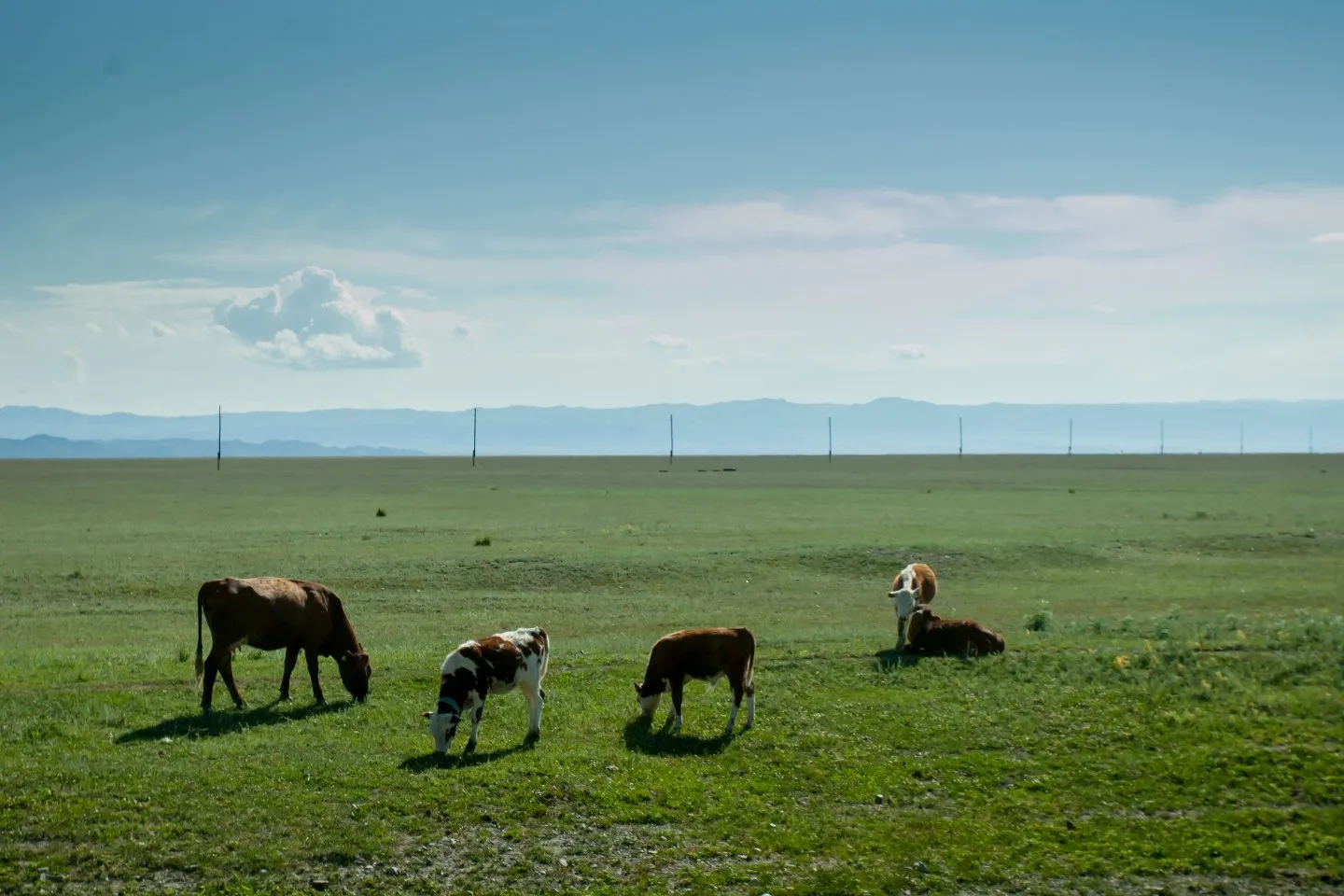 Новости Казахстана / Общество в Казахстане / Массовый падеж скота начался на севере Казахстана