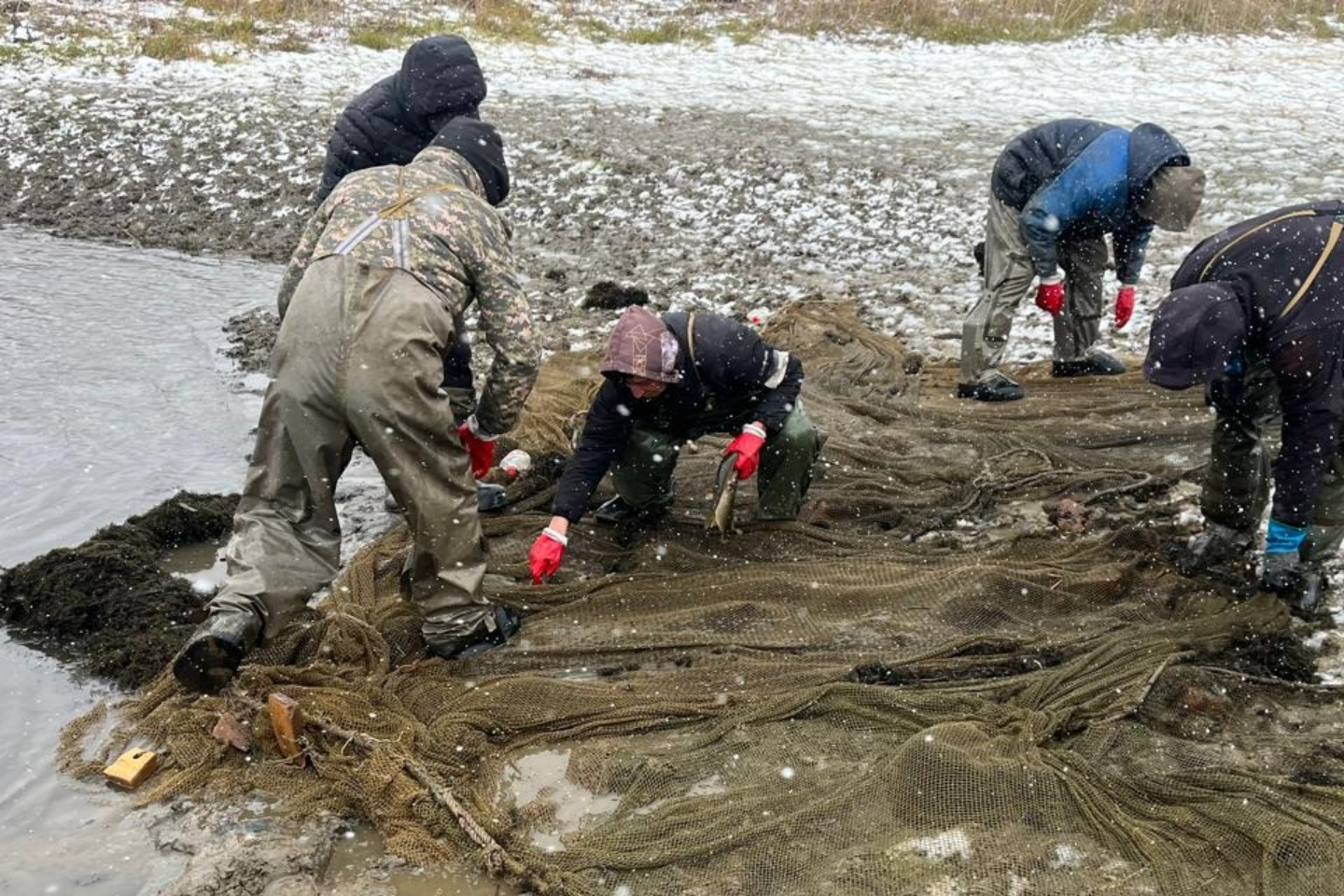 Усть-Каменогорск и ВКО / Рыбоводы ВКО спасли порядка 64 тысяч штук рыбы, отрезанной от большой воды