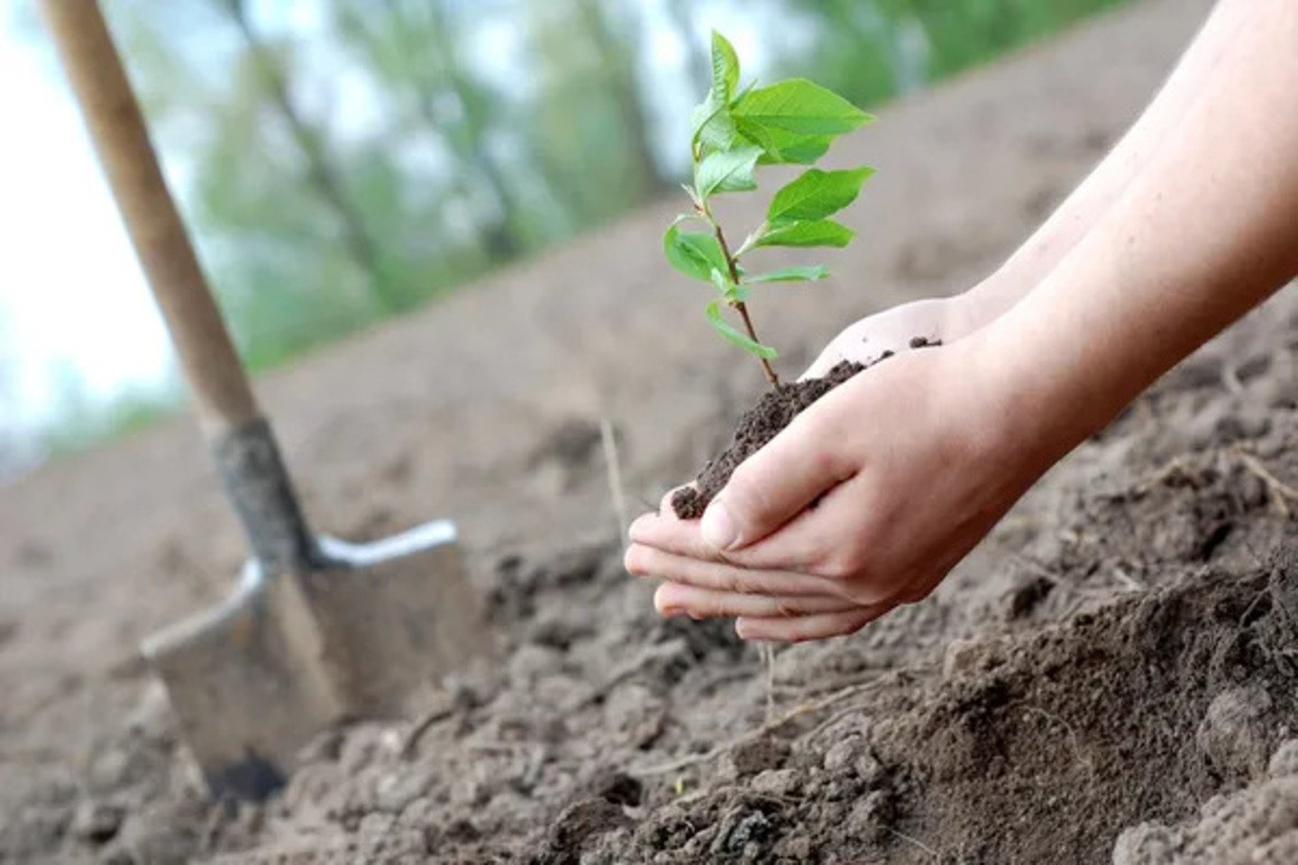 Усть-Каменогорск и ВКО / 2025 жылға дейін ШҚО-да 476 мың ағаш отырғызылады