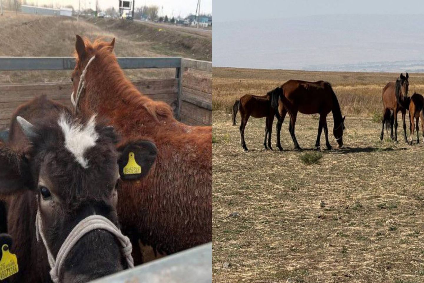 Новости Казахстана / В Жамбылской области полиция за год выявила 10 групп, занимавшихся кражей скота