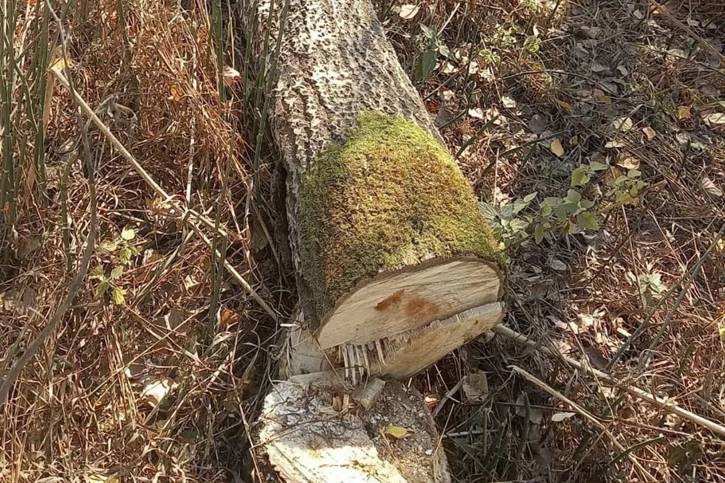 Усть-Каменогорск и ВКО / В ВКО по фото из соцсетей выявили факт незаконной вырубки деревьев