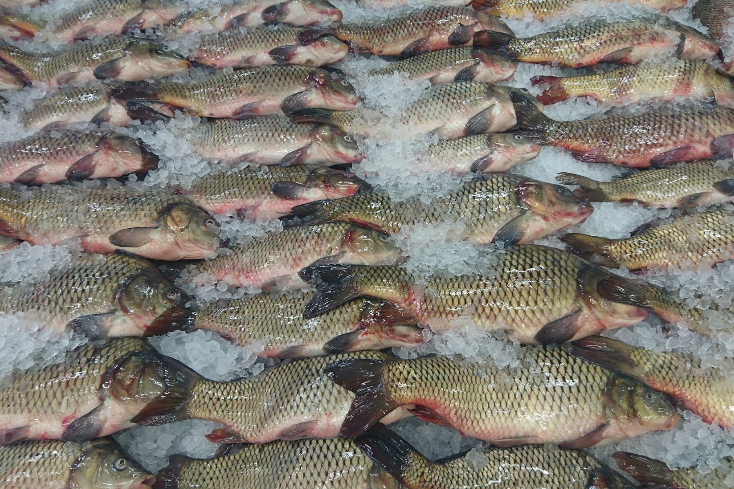 Новости Казахстана / Экономика в Казахстане / Какую рыбу, кроме судака и сома, запретят вывозить из РК в замороженном виде
