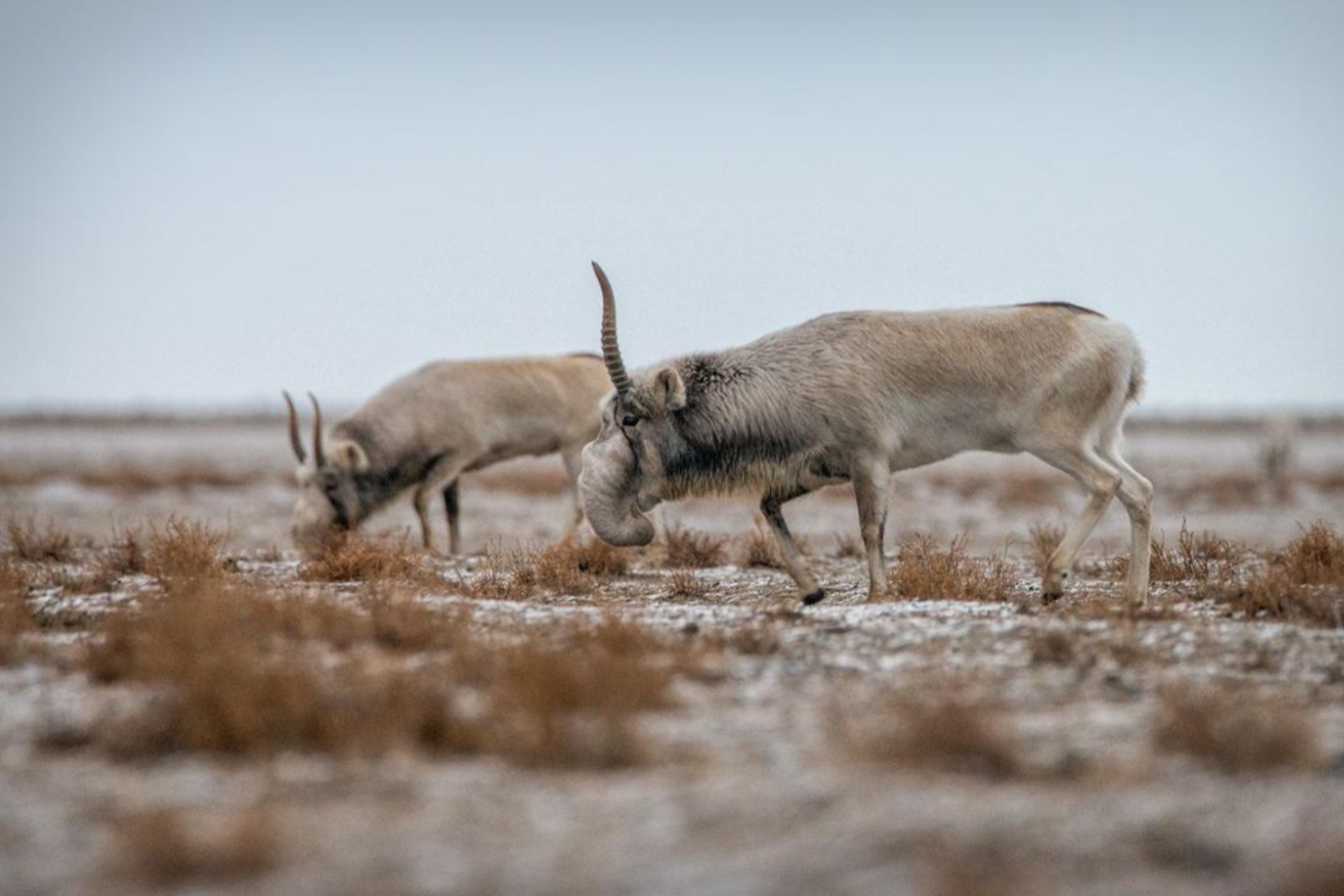 Новости Казахстана / Общество в Казахстане / В Казахстане сайгаки начали выходить к людям