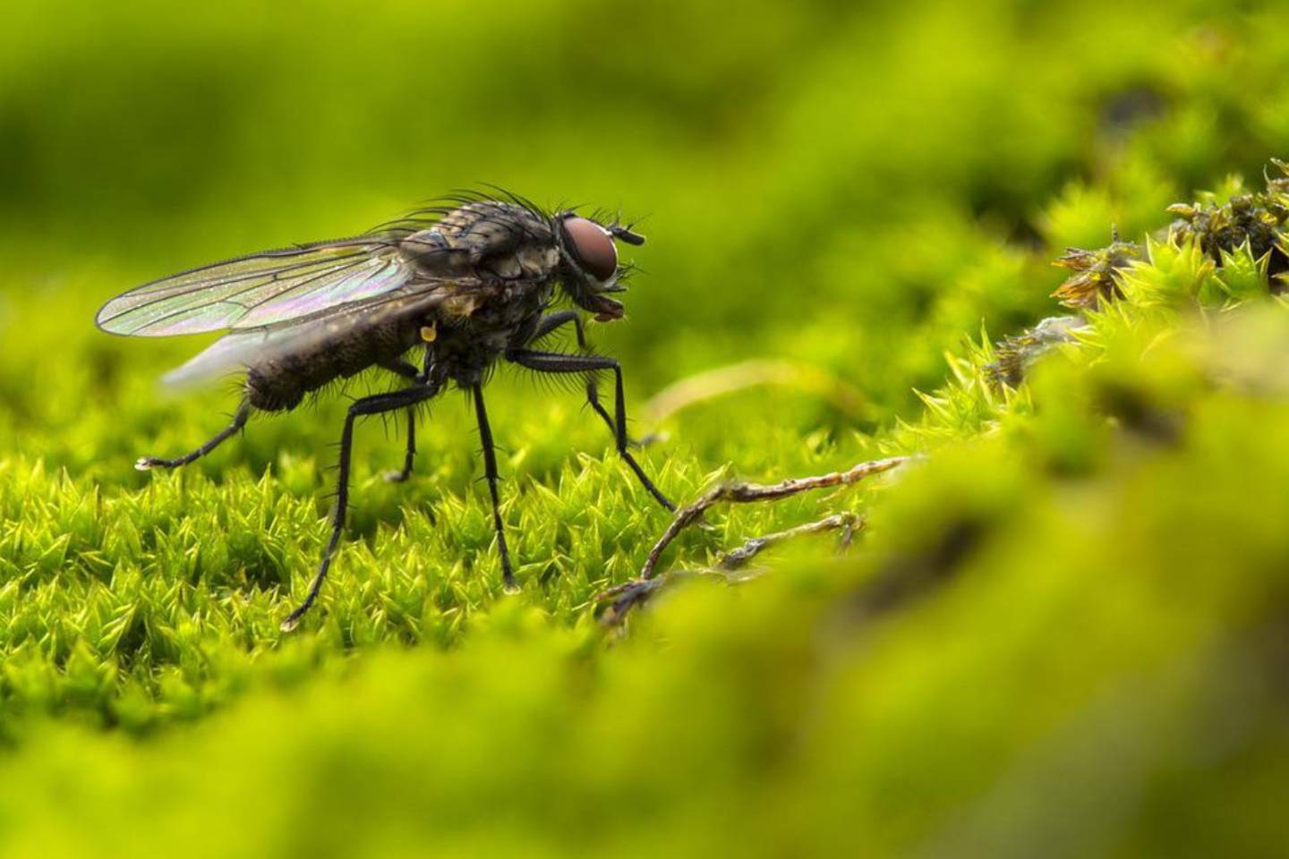 Новости мира / Интересные новости / Чем опасны мухи в местах проживания человека
