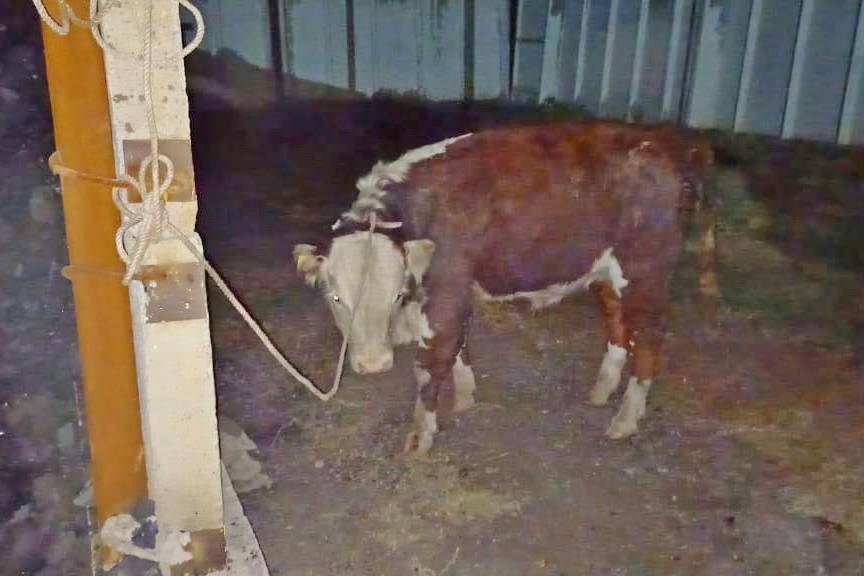 Происшествия в Казахстане и мире / Криминальные новости / Мужчина украл корову у односельчанина в ВКО