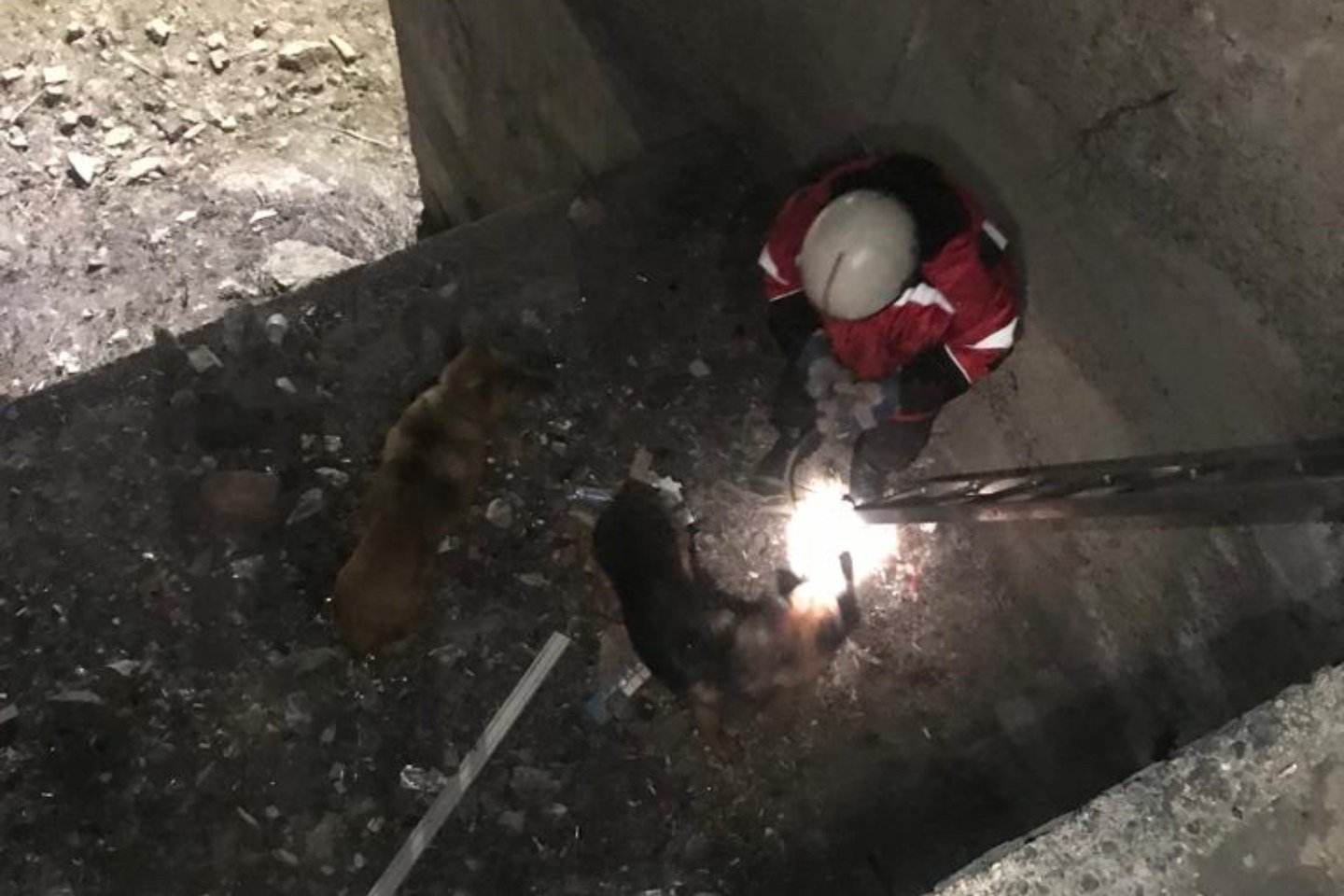 Происшествия в Казахстане и мире / Две собаки упали на козырек здания в Усть-Каменогорске