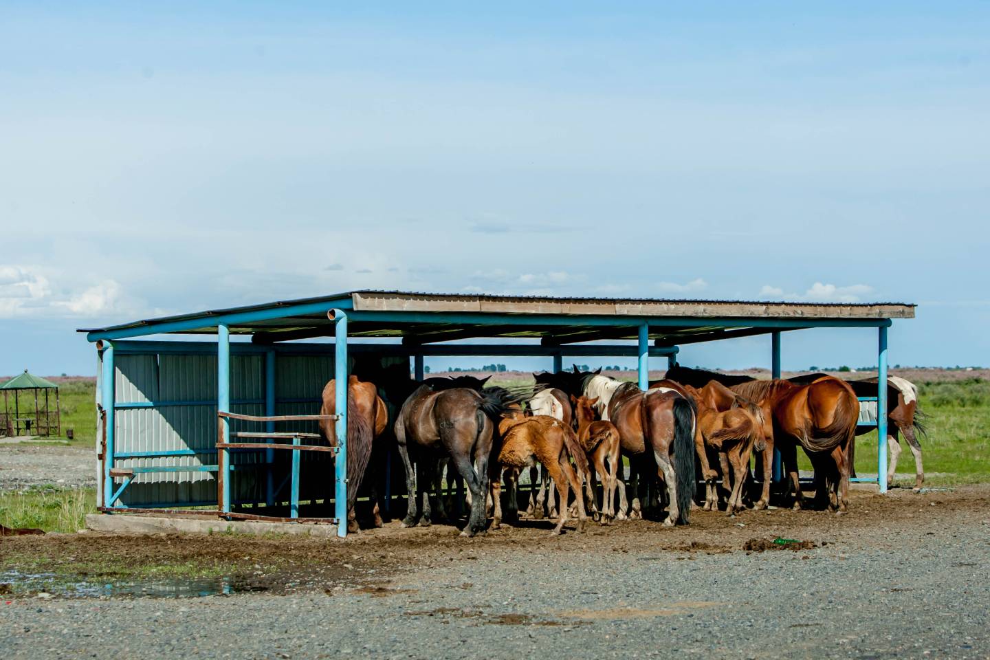 Происшествия в Казахстане и мире / Пропавших лошадей стоимостью более 12 млн тенге нашли в Алматинской области