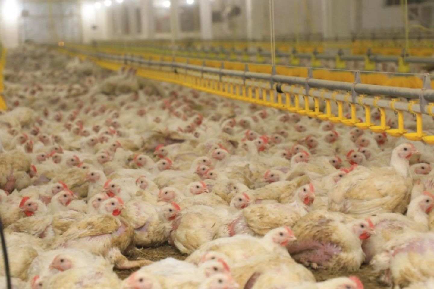 Новости Казахстана / В Карагандинской области запускают "умные" птичники и удваивают выпуск мяса Новости Казахстана / В Карагандинской области запускают "умные" птичники и удваивают выпуск мяса