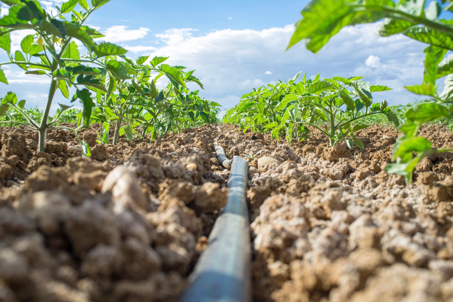 Новости Казахстана / В бассейне Сырдарьи пересмотрят подход к орошению
