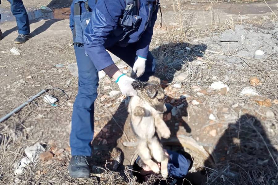 Усть-Каменогорск и ВКО / Спасатели помогли щенку, упавшему в колодец в ВКО