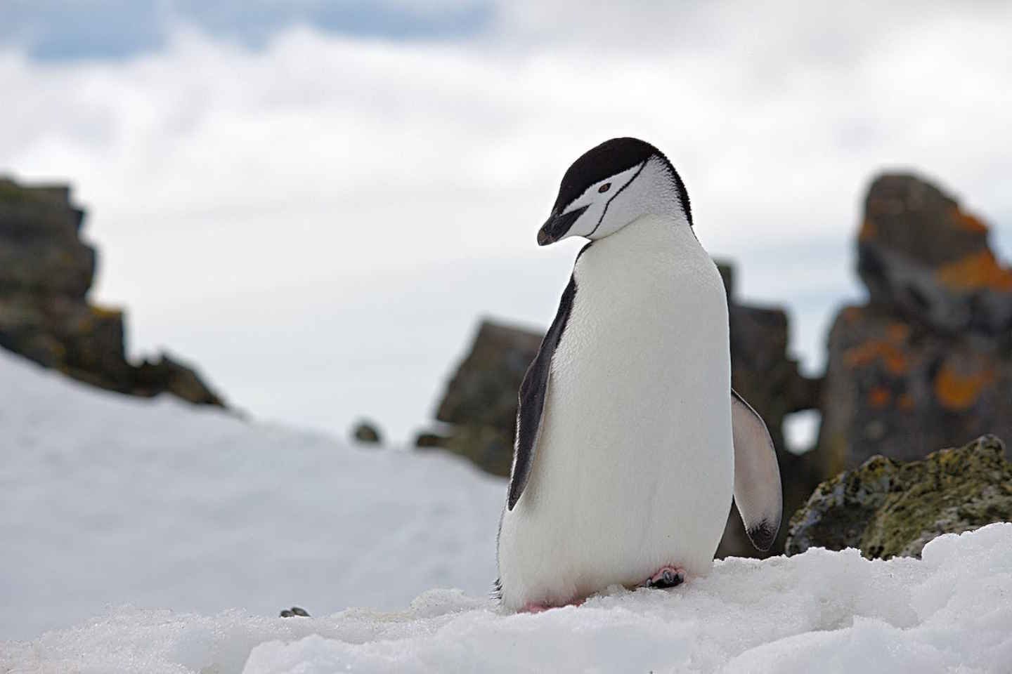 Новости мира / Интересные новости / В Китае провели гонки пингвинов