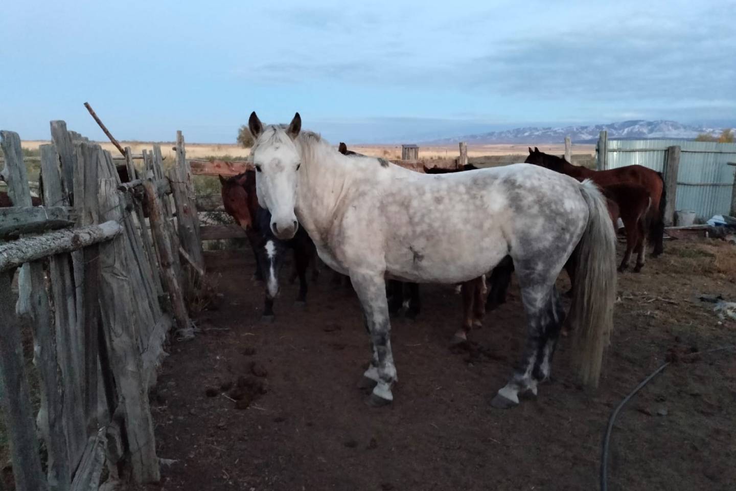 Происшествия в Казахстане и мире / Табун лошадей украли у восточноказахстанца
