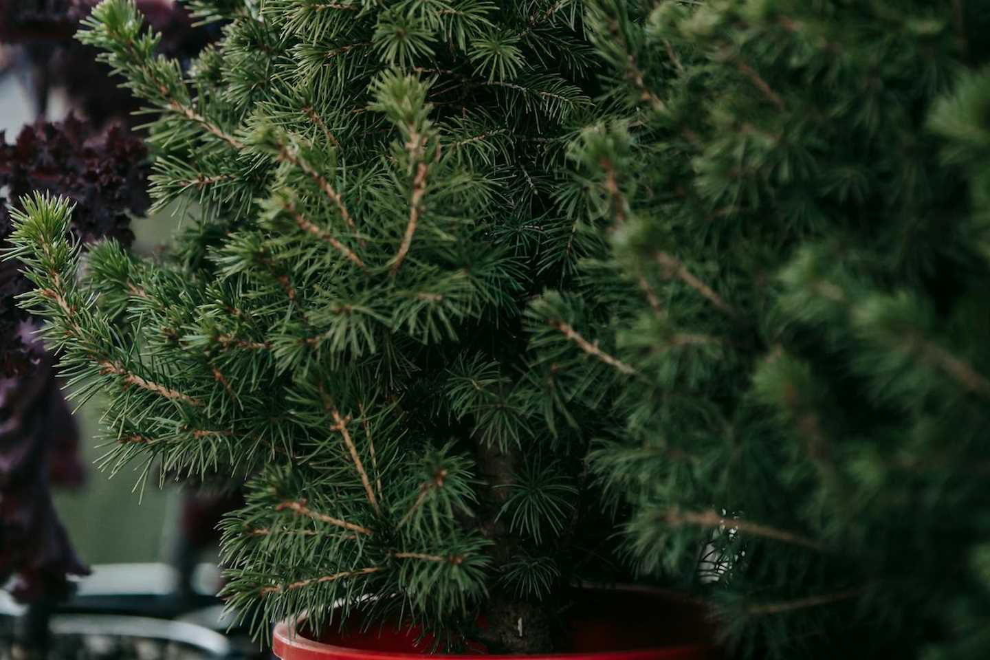 Новости Казахстана / Общество в Казахстане / Алматинский зоопарк запустил акцию по приему новогодних елок