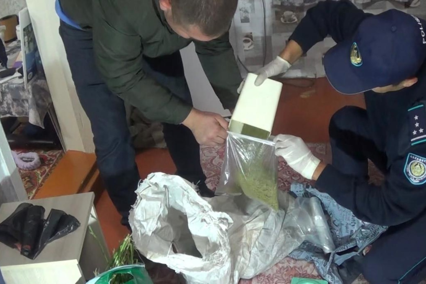 Усть-Каменогорск и ВКО / Глубокое (Глубоковский р-он) / Глубокое тұрғыны ауласында есірткі өсірген Усть-Каменогорск и ВКО / Глубокое (Глубоковский р-он) / Глубокое тұрғыны ауласында есірткі өсірген