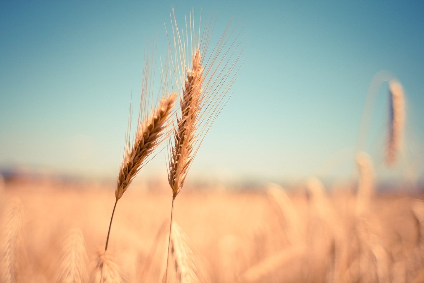 Новости Казахстана / Общество в Казахстане / В Казахстане вводят запрет на ввоз пшеницы
