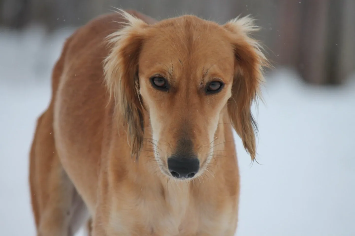 Новости Казахстана / Политика в Казахстане / Национальная порода собак тазы находится под угрозой исчезновения
