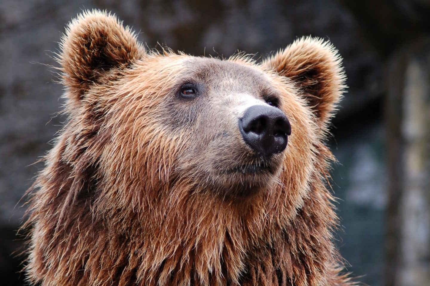 Новости мира / Интересные новости / В одном из городов России медведь стал причиной режима ЧС