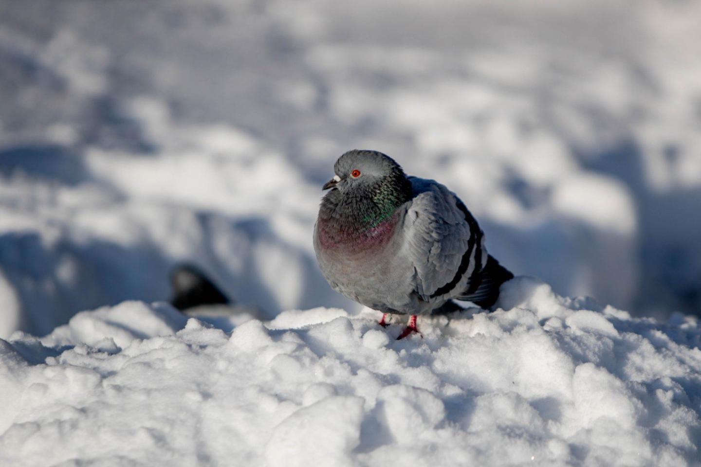 Усть-Каменогорск и ВКО / Ертең ШҚО-да жаңбыр, қар жауады