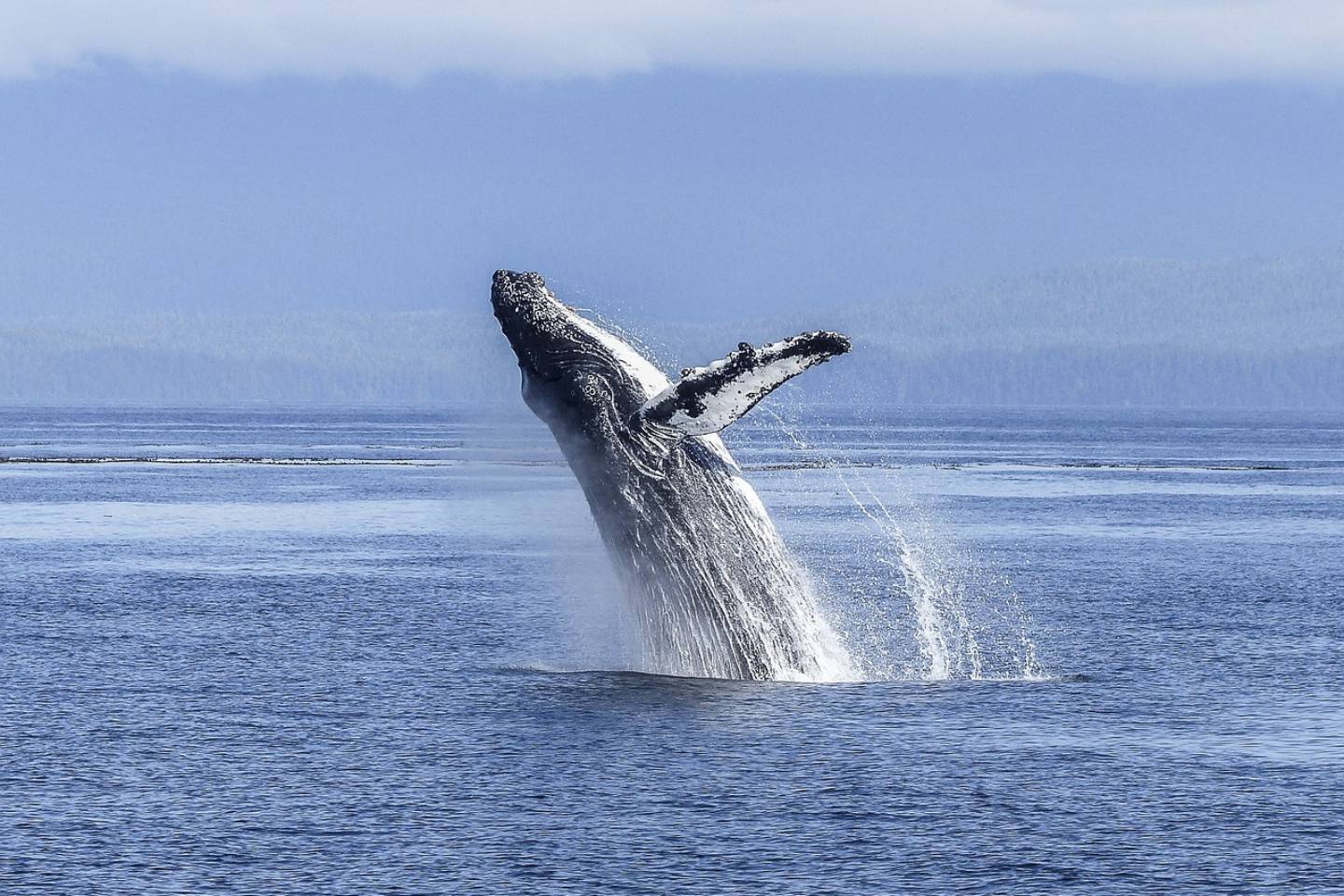 Новости мира / Интересные новости / Почти 100 китов выбросились на пляж в Австралии
