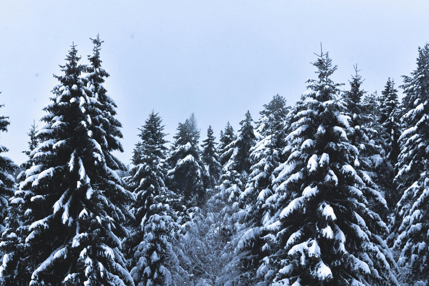 Усть-Каменогорск и ВКО / В Катон-Карагайском нацпарке ВКО станут строже стеречь хвойный лес
