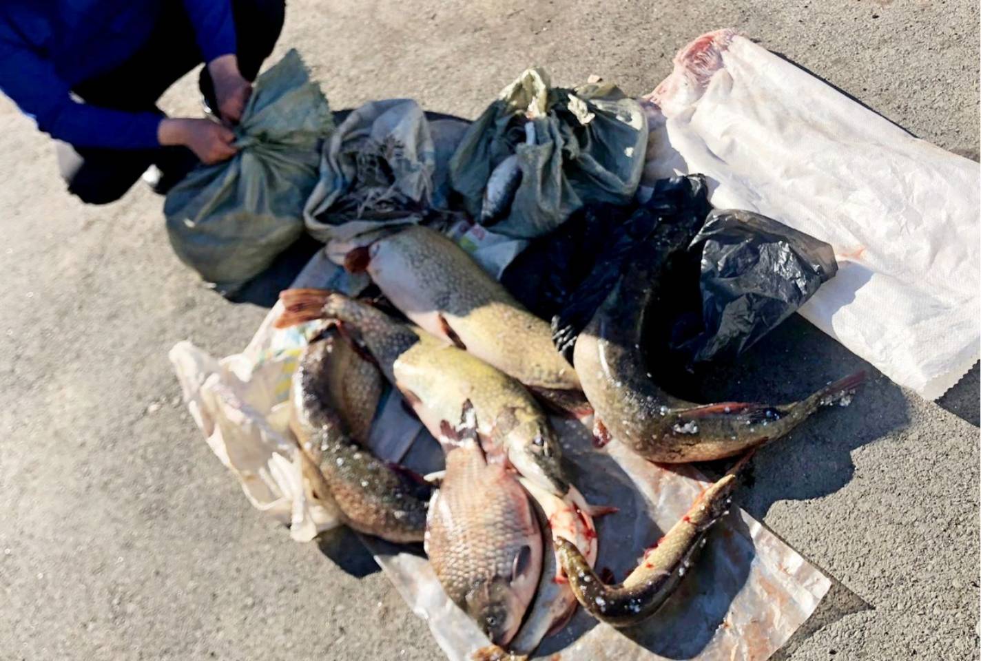 Происшествия в Казахстане и мире / Машину с 30 килограммами контрабандной рыбы задержали в ВКО