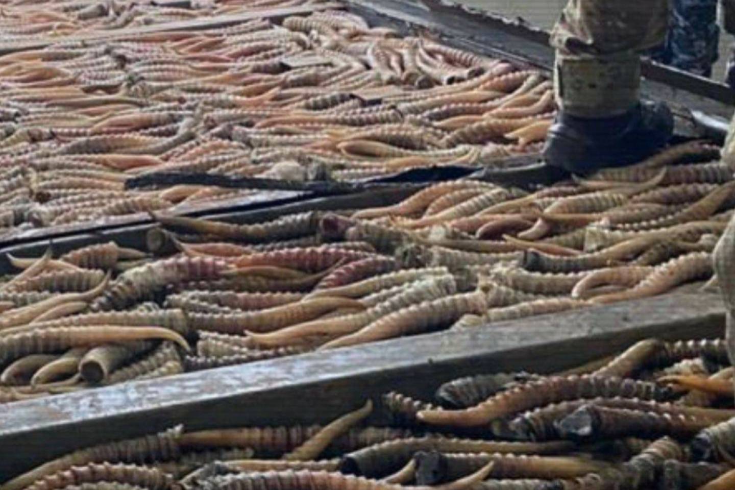 Происшествия в Казахстане и мире / Браконьеров на сайгаков четыре месяца выслеживали в Казахстане