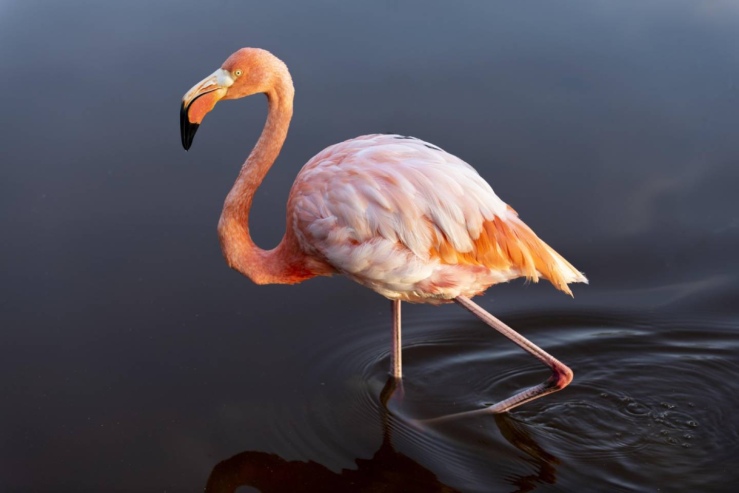 Новости мира / Интересные новости / На озеро Караколь раньше положенного срока вернулись фламинго