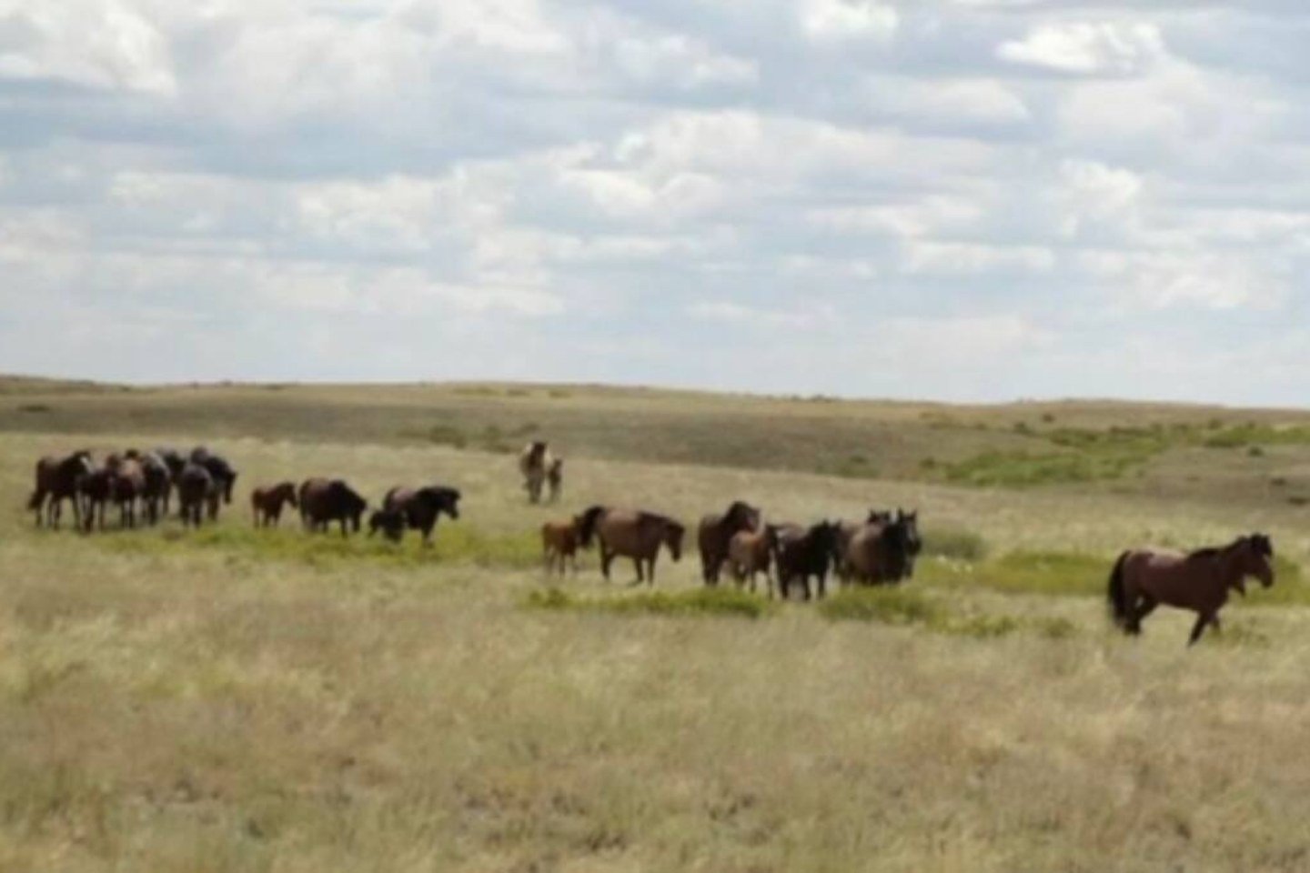 Происшествия в Казахстане и мире / Табун лошадей стоимостью 10 миллионов тенге угнали в Улытауской области